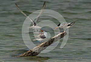 Greater Crested Tern fight for space on wooden log at Busaiteen coast, Bahrain