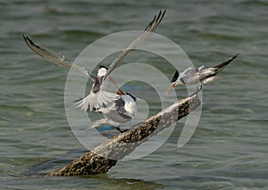 Greater Crested Tern fight for space on wooden log at Busaiteen coast, Bahrain