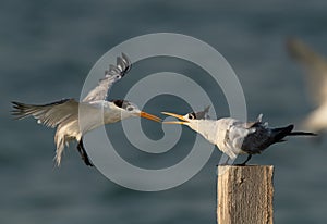 Greater Crested Tern fight to perch at Busaiteen coast, Bahrain