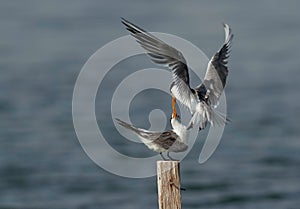 Greater Crested Tern fight for wooden log