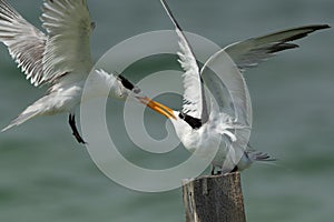 Greater Crested Tern fighting for wooden log at Busaiteen coast, Bahrain