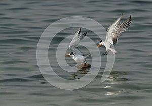 Greater Crested Tern ftrying to occupy the float at Busaiteen coast, Bahrain