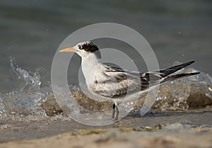 Greater Crested Tern juvenile