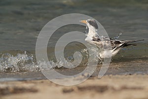 Greater Crested Tern juvenile facing the sea waves