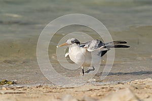 Greater Crested Tern juvenile near sea shore