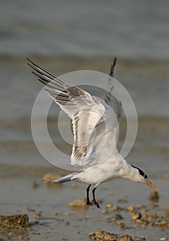 Greater Crested Tern landing at Busaiteen coast, Bahrain