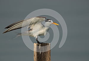 Greater Crested Tern landing on log at Busaiteen coast, Bahrain