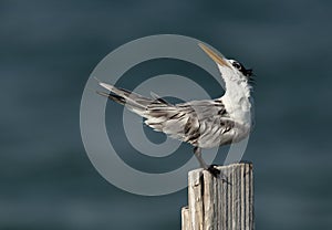A Greater Crested Tern observing the approaching tern at Busaiteen coast, Bahrain