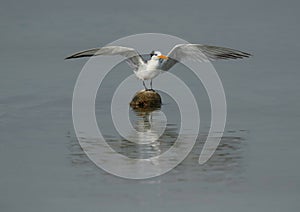 Greater Crested Tern perched on float at Busaiteen coast, Bahrain