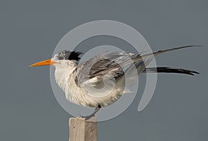 Greater Crested Tern preening at Busaiteen coast, Bahrain