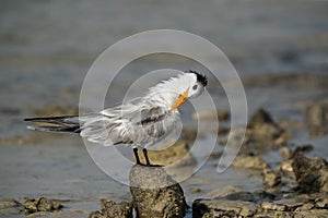 Greater Crested Tern preening at Busaiteen coast, Bahrain