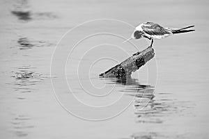 Greater Crested Tern preening at Busaiteen coast, Bahrain . A highkey image