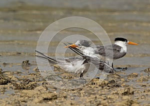 Greater Crested Tern preenng at Busaiteen coast, Bahrain
