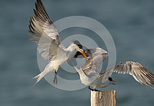 Greater Crested Tern pushing other to perch at Busaiteen coast, Bahrain