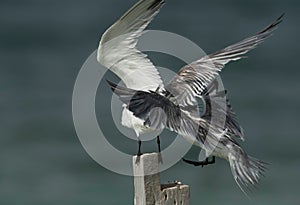 Greater Crested Tern pushing to occupy the wooden log at Busaiteen coast, Bahrain