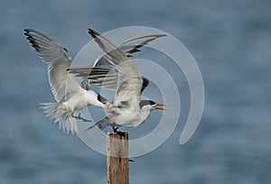 Greater Crested Tern pushing to perch at Busaiteen coast, Bahrain