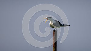 Greater crested tern sitting on a pole and chirp loud, open yellow beak, clear skies in the background photo