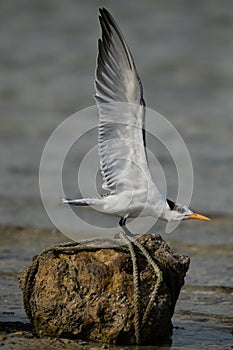 Greater Crested Tern strectching its wings to fly at Busaiteen coast, Bahrain