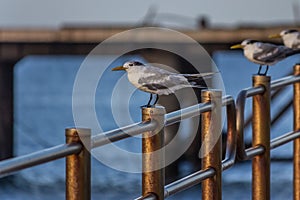 The greater crested tern Thalasseus bergii, also called crested or swift, is a tern in the family Laridae that nests in colonies photo