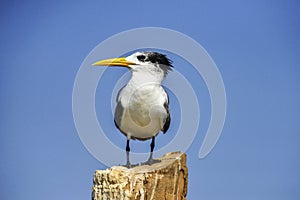 Greater crested tern, Thalasseus bergii at  Goa, India