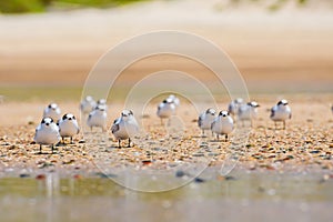 Greater crested tern (Thalasseus bergii) medium size bird, small flock of birds, animals sit on the sandy beach