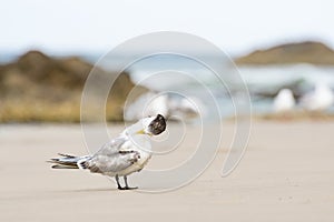 Greater crested tern (Thalasseus bergii) medium-sized bird, animal sits on the sandy beach and cleans its feathers