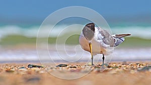 Greater crested tern (Thalasseus bergii) medium sized bird, animal sitting on the sandy beach