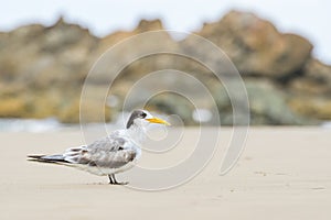 Greater crested tern (Thalasseus bergii) medium sized bird, animal sitting on the sandy beach by the sea