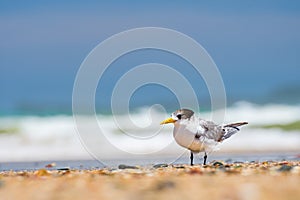 Greater crested tern (Thalasseus bergii) medium sized bird, animal sitting on the sandy beach by the sea
