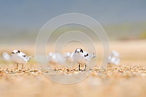 Greater crested tern (Thalasseus bergii) medium sized bird, animal sitting on the sandy beach by the sea