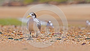 Greater crested tern (Thalasseus bergii) medium sized bird, animal sitting on the sandy beach by the sea