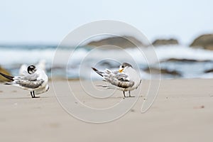 Greater crested tern (Thalasseus bergii) medium-sized bird, animals sit on the sandy beach and clean their feathers