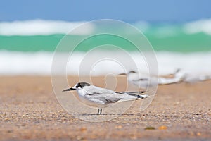 Greater crested tern (Thalasseus bergii) medium-sized bird, animals sit on the sandy beach on the seashore