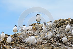 Greater crested tern (Thalasseus bergii) medium sized bird, small flock of birds sitting on a rock on the seashore