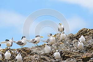 Greater crested tern (Thalasseus bergii) medium sized bird, small flock of birds sitting on a rock on the seashore