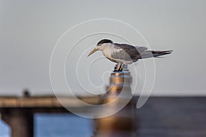 The greater crested tern Thalasseus bergii sits on the handrails of the Pacific atoll pier