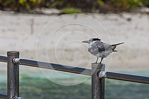 The greater crested tern Thalasseus bergii sits on a railing on a sea pier on a coral atoll Christmas Island in the Pacific