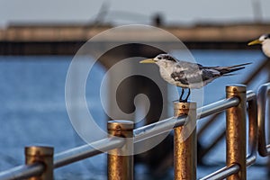 The greater crested tern  & x28;Thalasseus bergii& x29; sits on the railing of the sea pier and looks forward