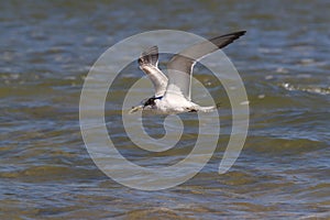 Greater Crested Tern (Thalasseus bergii veloxi) Noosa Heads, Queensland, Australia