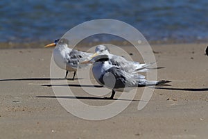 Greater Crested Tern (Thalasseus bergii veloxi) Noosa Heads, Queensland, Australia