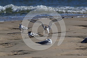 Greater Crested Tern (Thalasseus bergii veloxi) Noosa Heads, Queensland, Australia