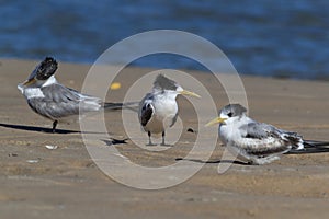 Greater Crested Tern (Thalasseus bergii veloxi) Noosa Heads, Queensland, Australia