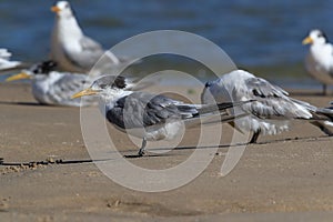 Greater Crested Tern (Thalasseus bergii veloxi) Noosa Heads, Queensland, Australia