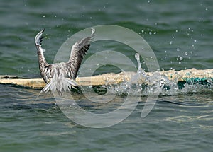 Greater Crested Tern trying to land on the boat during hig tide