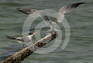 Greater Crested Tern trying to occupy the wooden log at Busaiteen coast, Bahrain