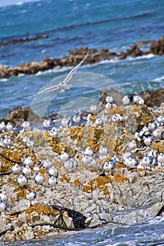 Greater Crested Tern, Walker Bay Nature Reserve, South Africa