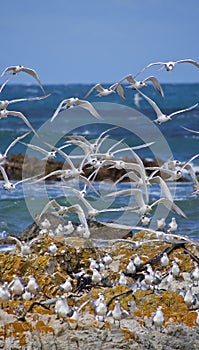 Greater Crested Tern, Walker Bay Nature Reserve, South Africa