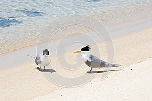 Greater crested terns