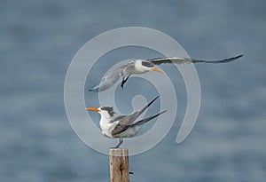 Greater Crested Terns at Busaiteen coast, Bahrain