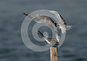 Greater Crested Terns fighting for the perch at Busaiteen coast, Bahrain